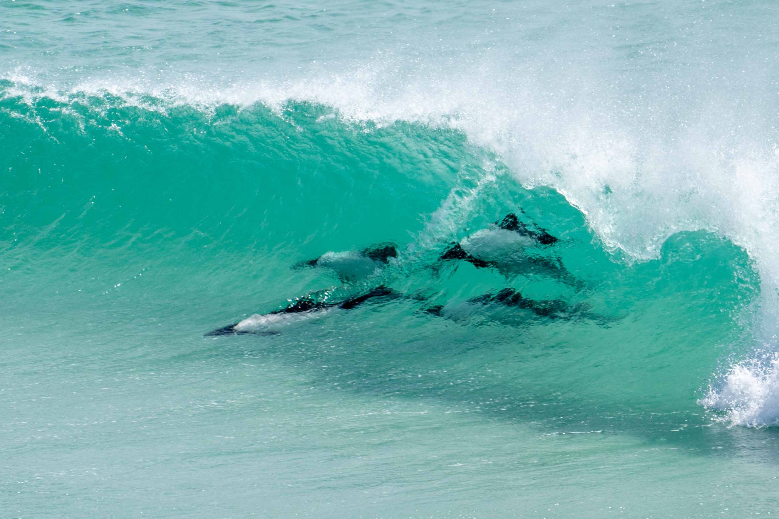 Falkland Islands Wildlife Guide: Penguins,Albatrosses, Seals, Dolphins & Whales
